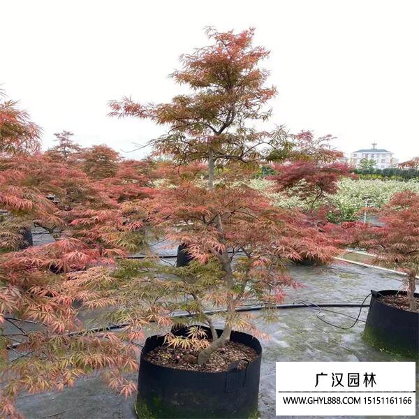 日本羽毛楓