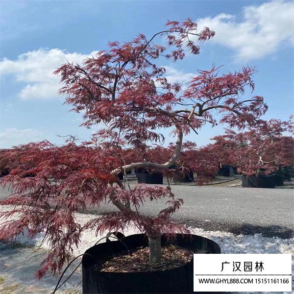 日本羽毛楓