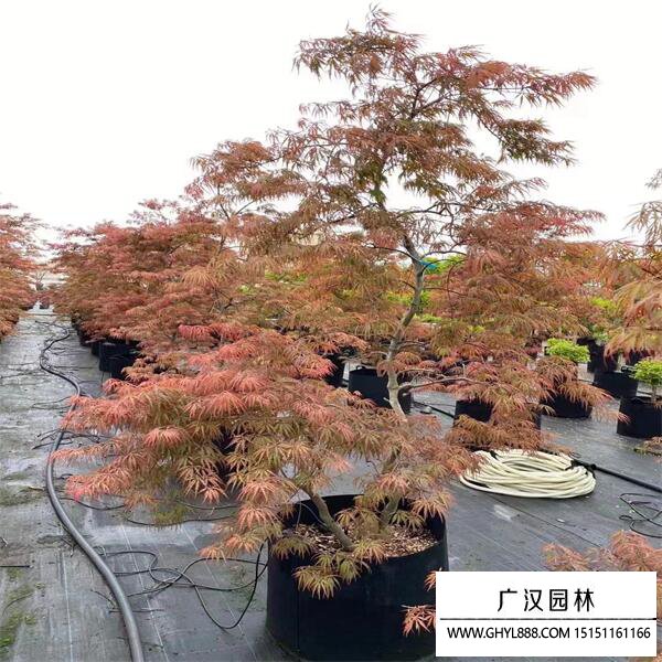 日本羽毛楓