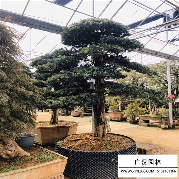羅漢松