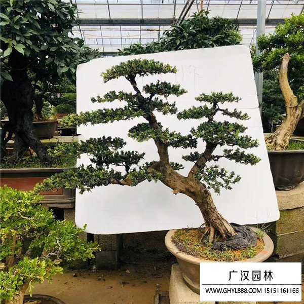 羅漢松