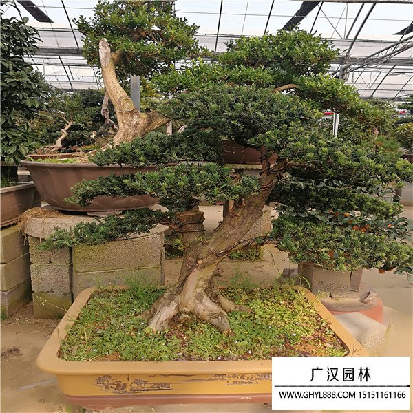 羅漢松