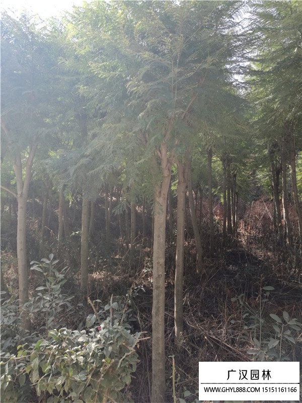 藍花楹