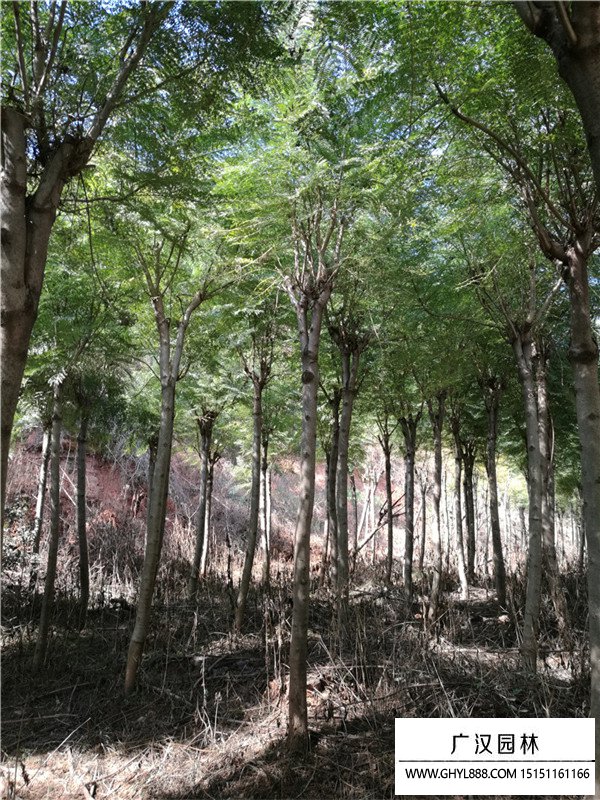 藍花楹