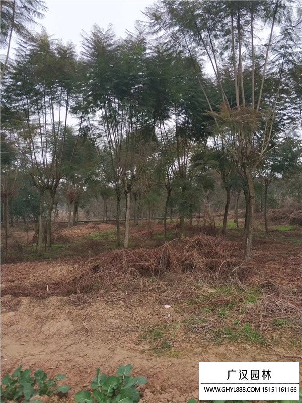 藍花楹