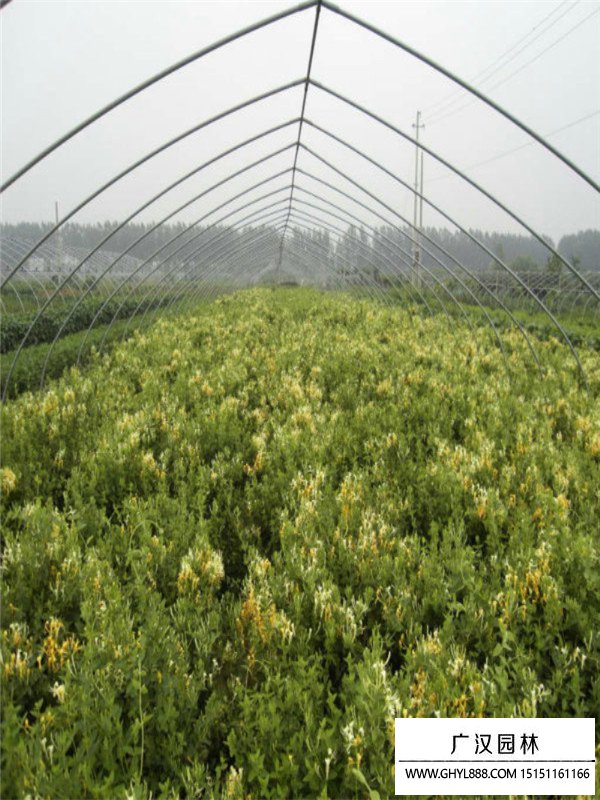 金銀花