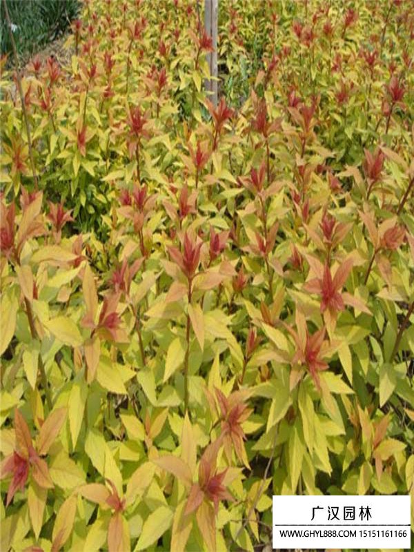 金山繡線菊