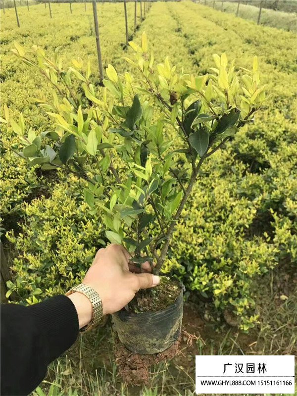 金森女貞