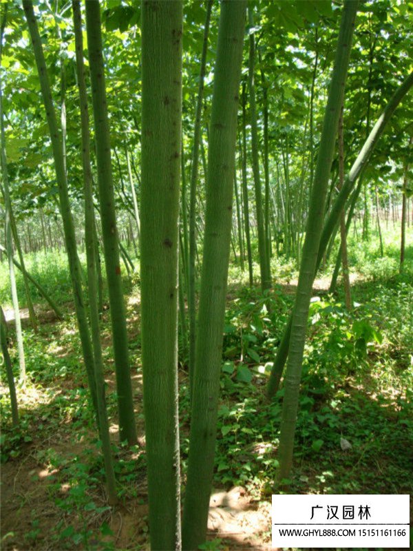 青桐樹
