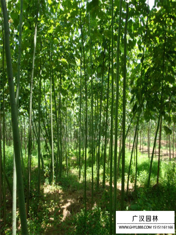 青桐樹
