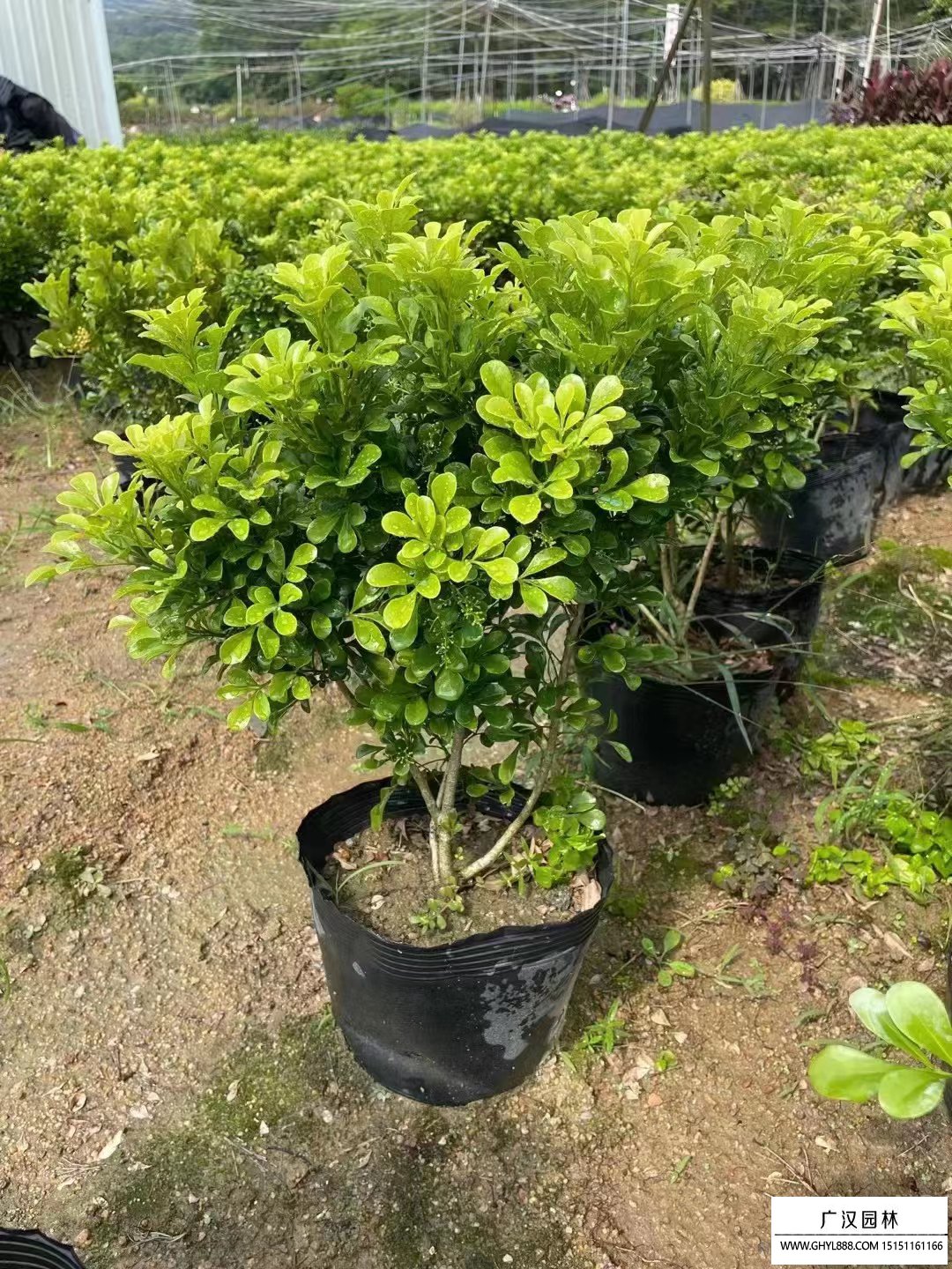 米蘭花