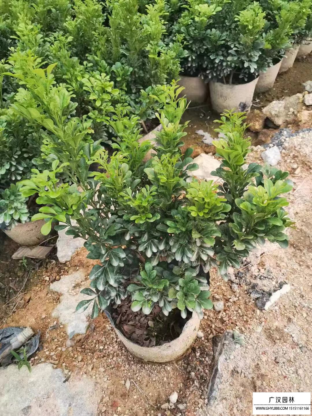 米蘭花