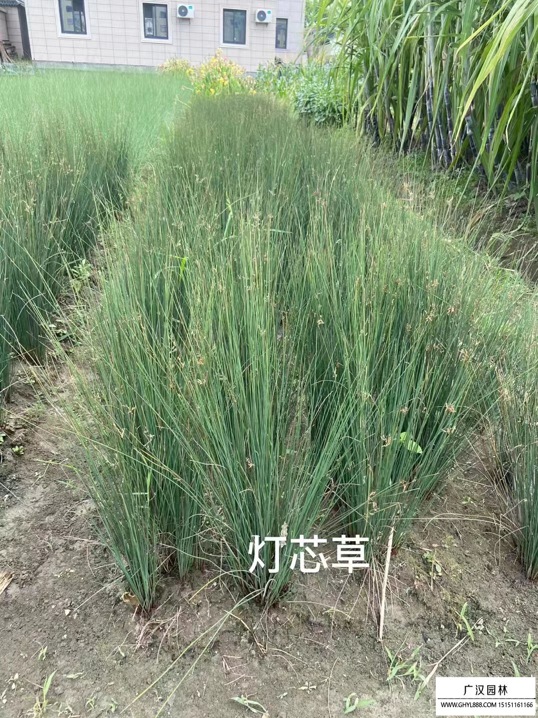 燈芯草