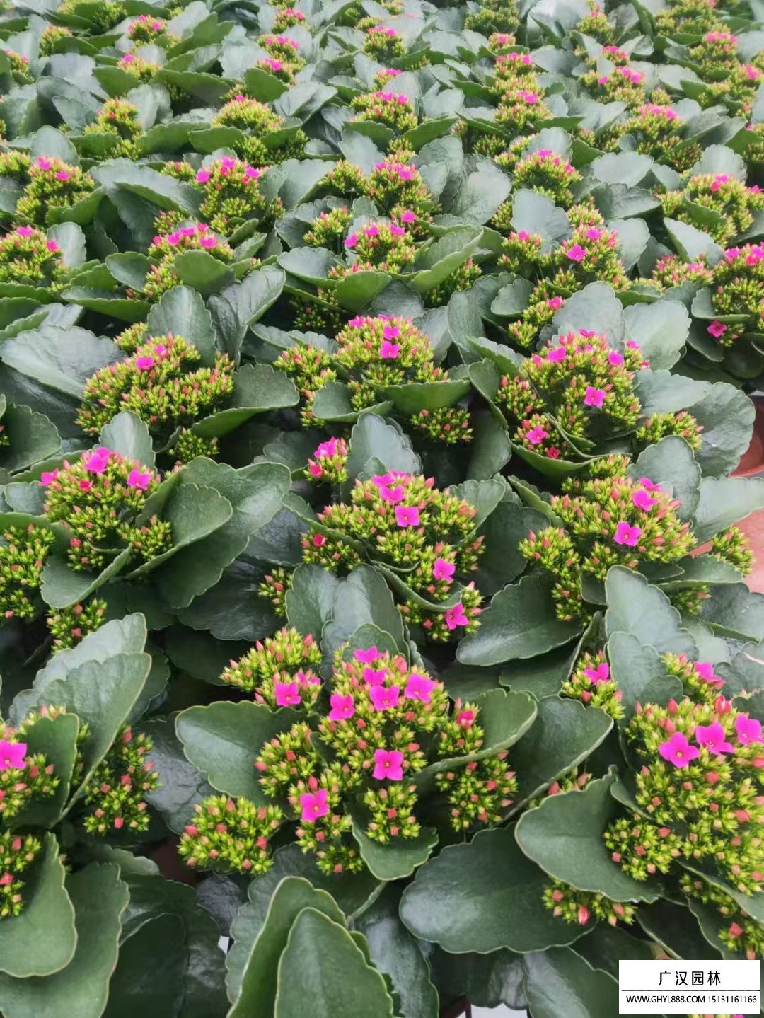 長壽花