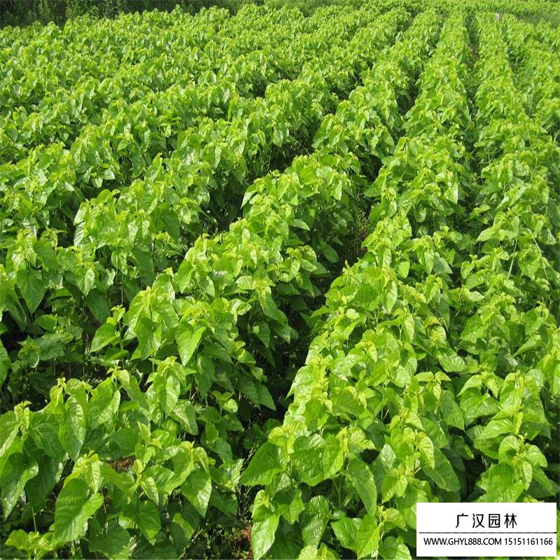 桑樹
