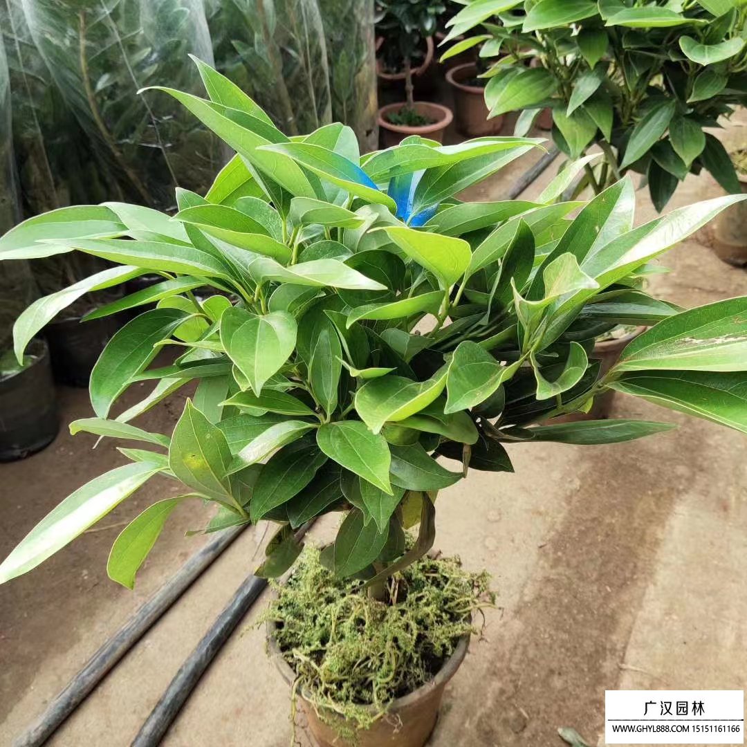 平安樹