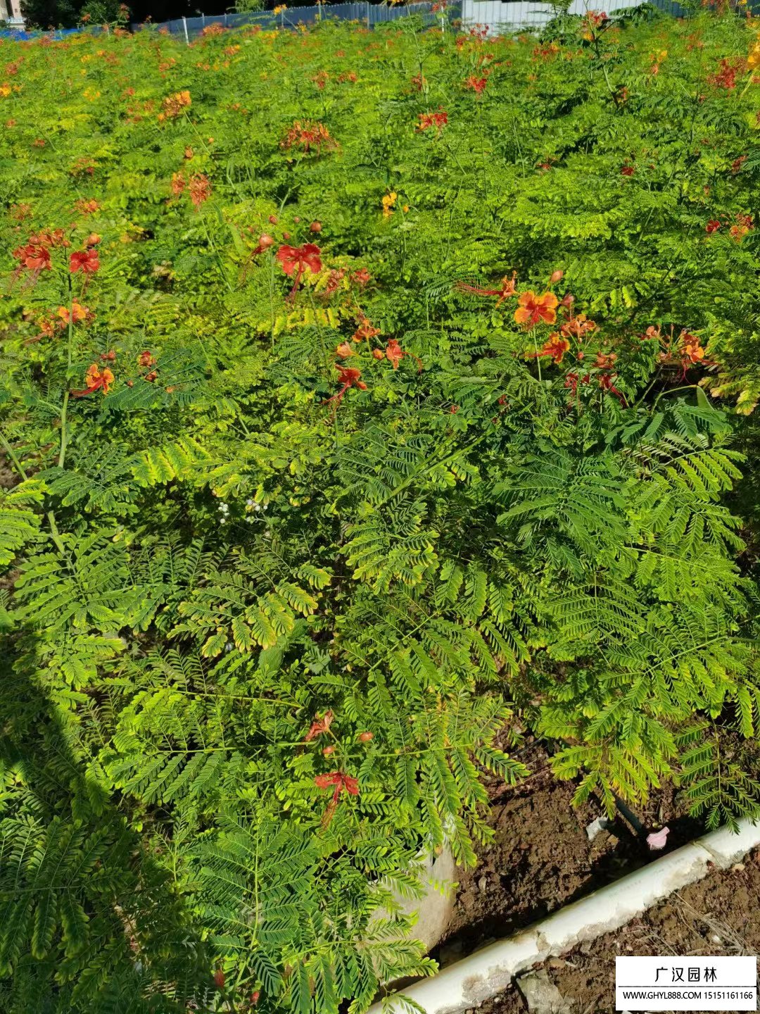 綠色植物