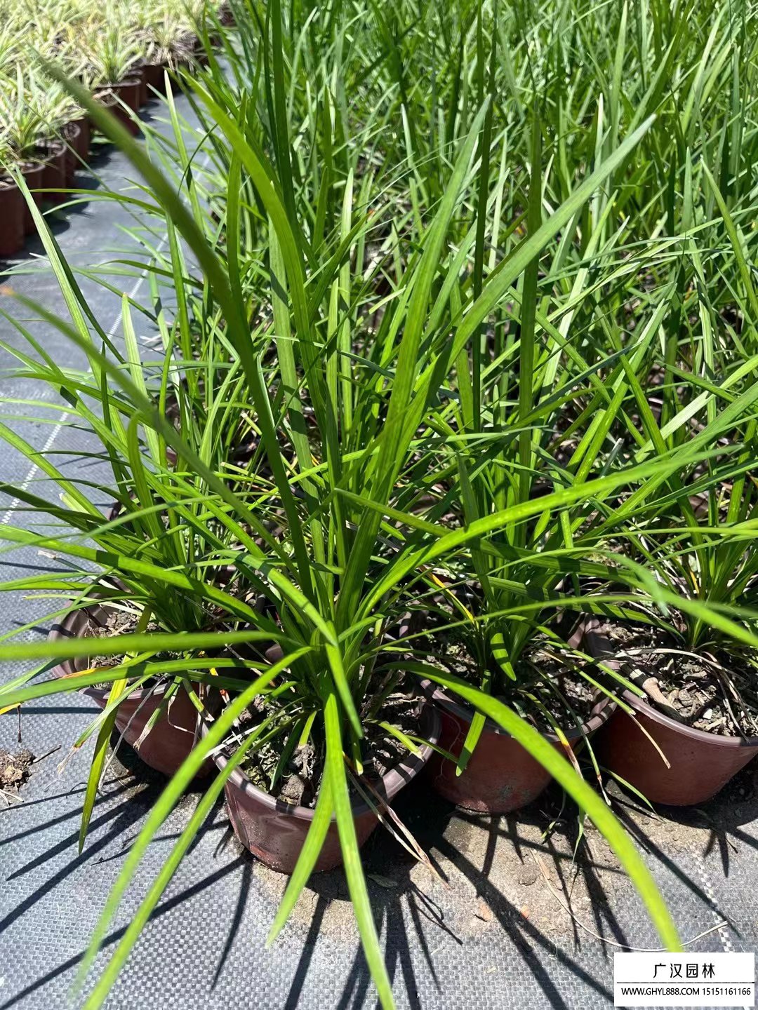蘭草