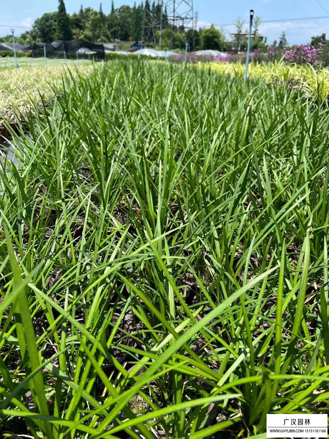 蘭草