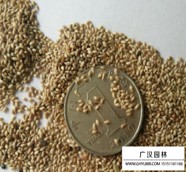 貓尾草種子