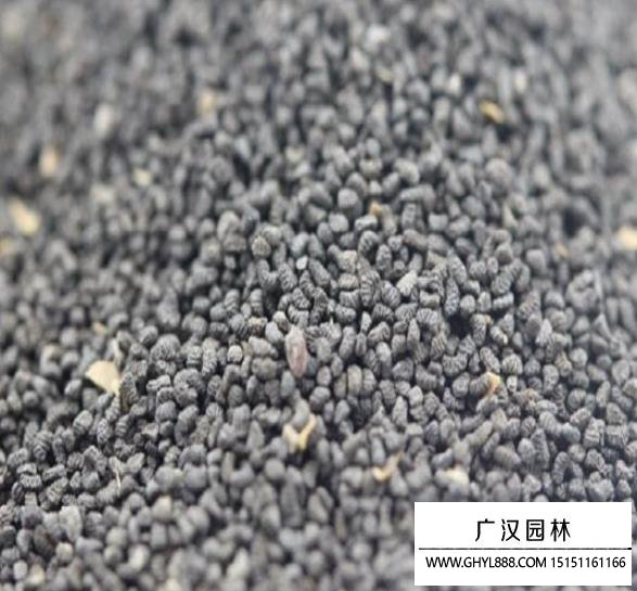 柳穿魚種子