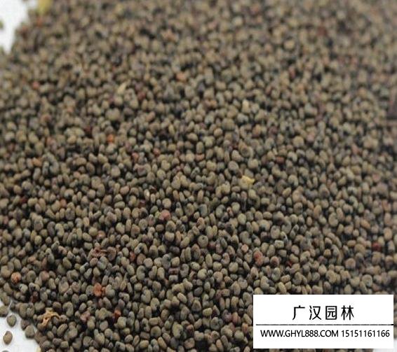 剪秋蘿種子