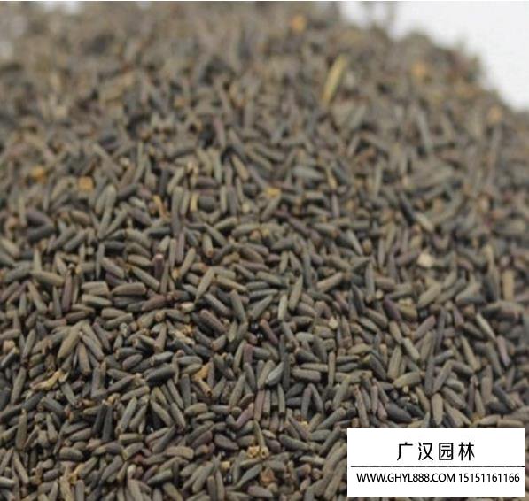 松果菊種子