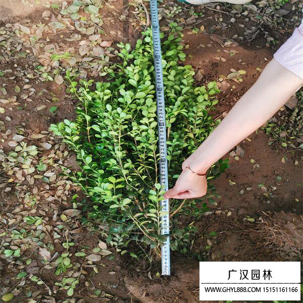 小葉黃楊