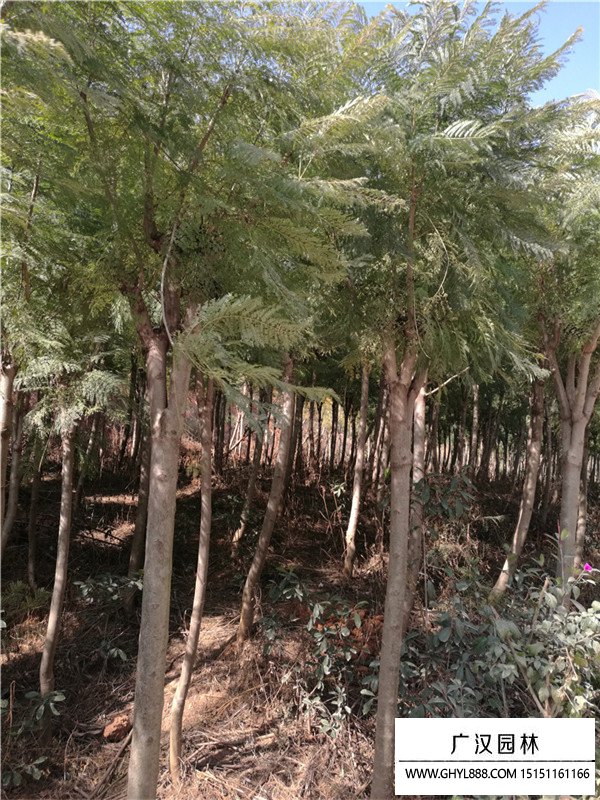 藍花楹