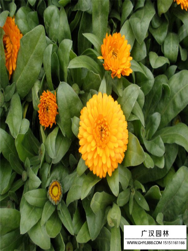 金盞菊
