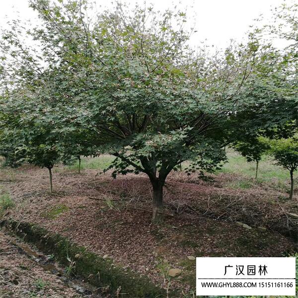 雞爪槭