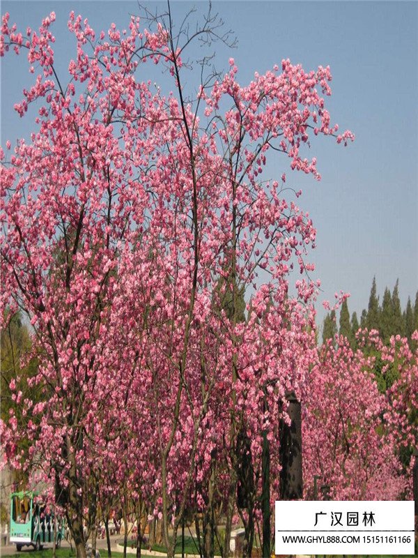 云南櫻花