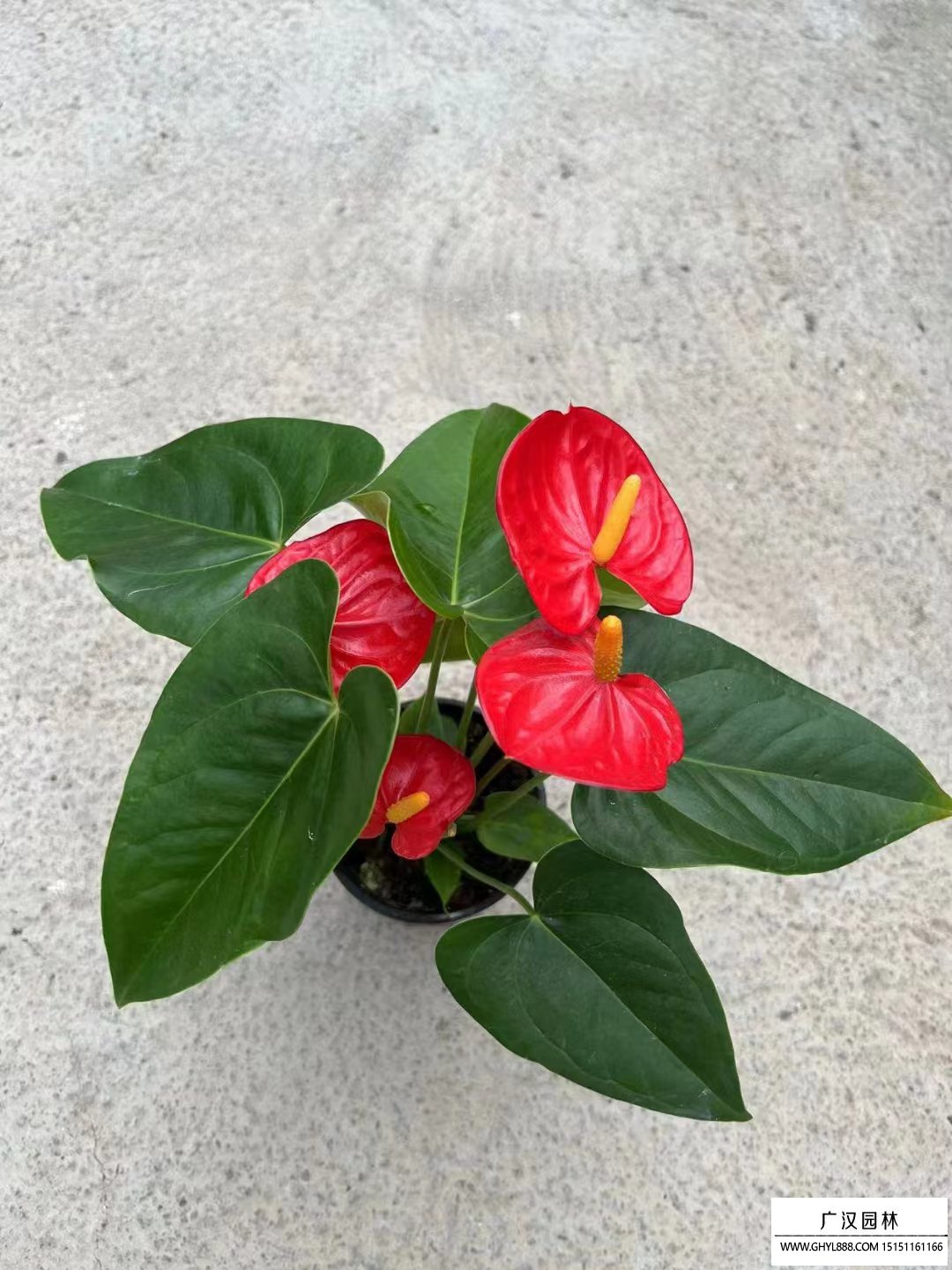 紅掌