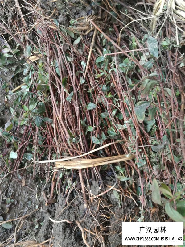 金絲桃