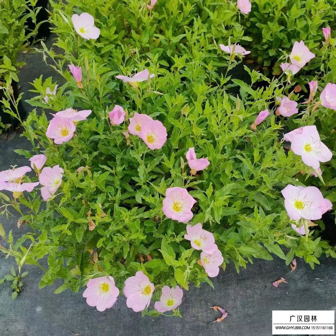 月見草