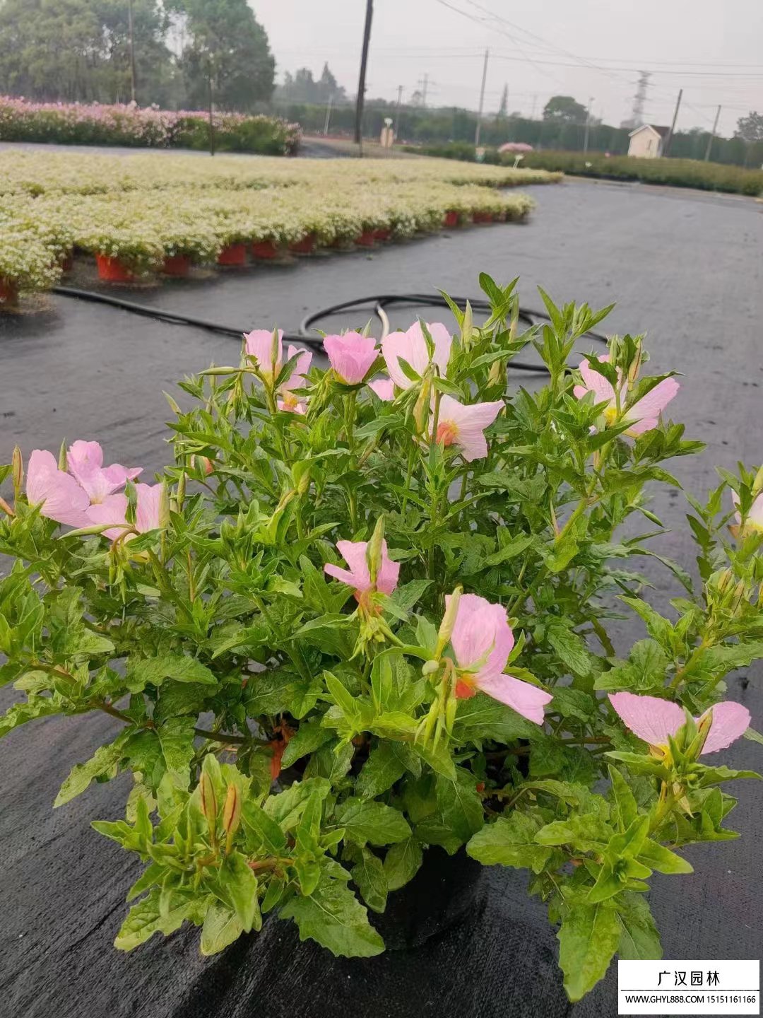 月見草