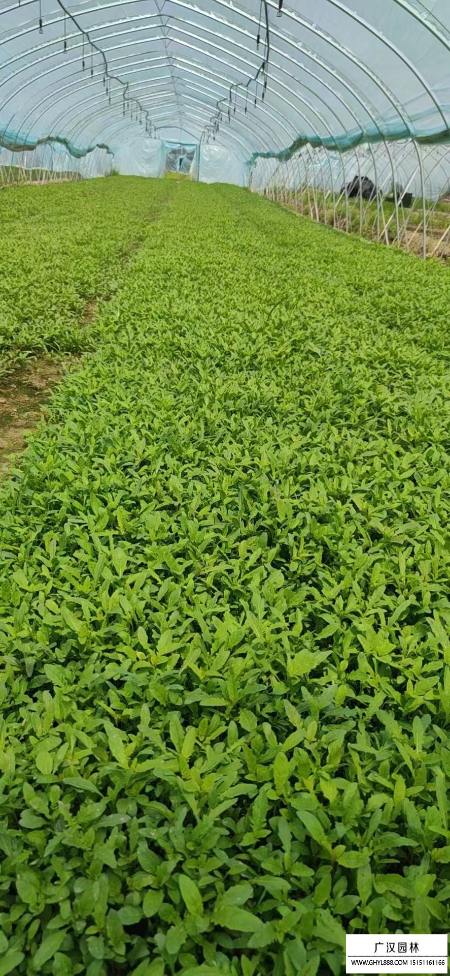 月見草