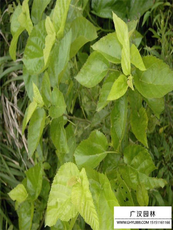 桑樹