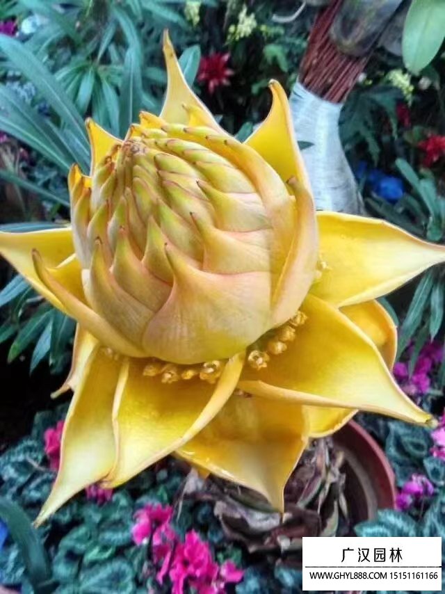 金蓮花