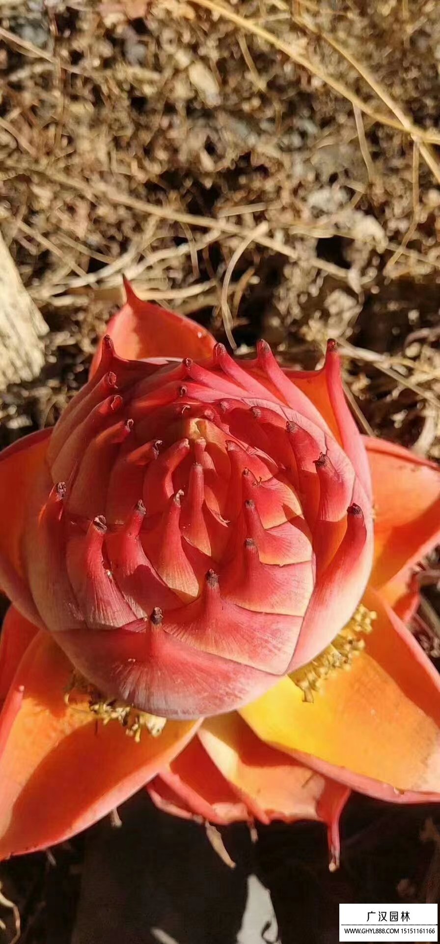金蓮花