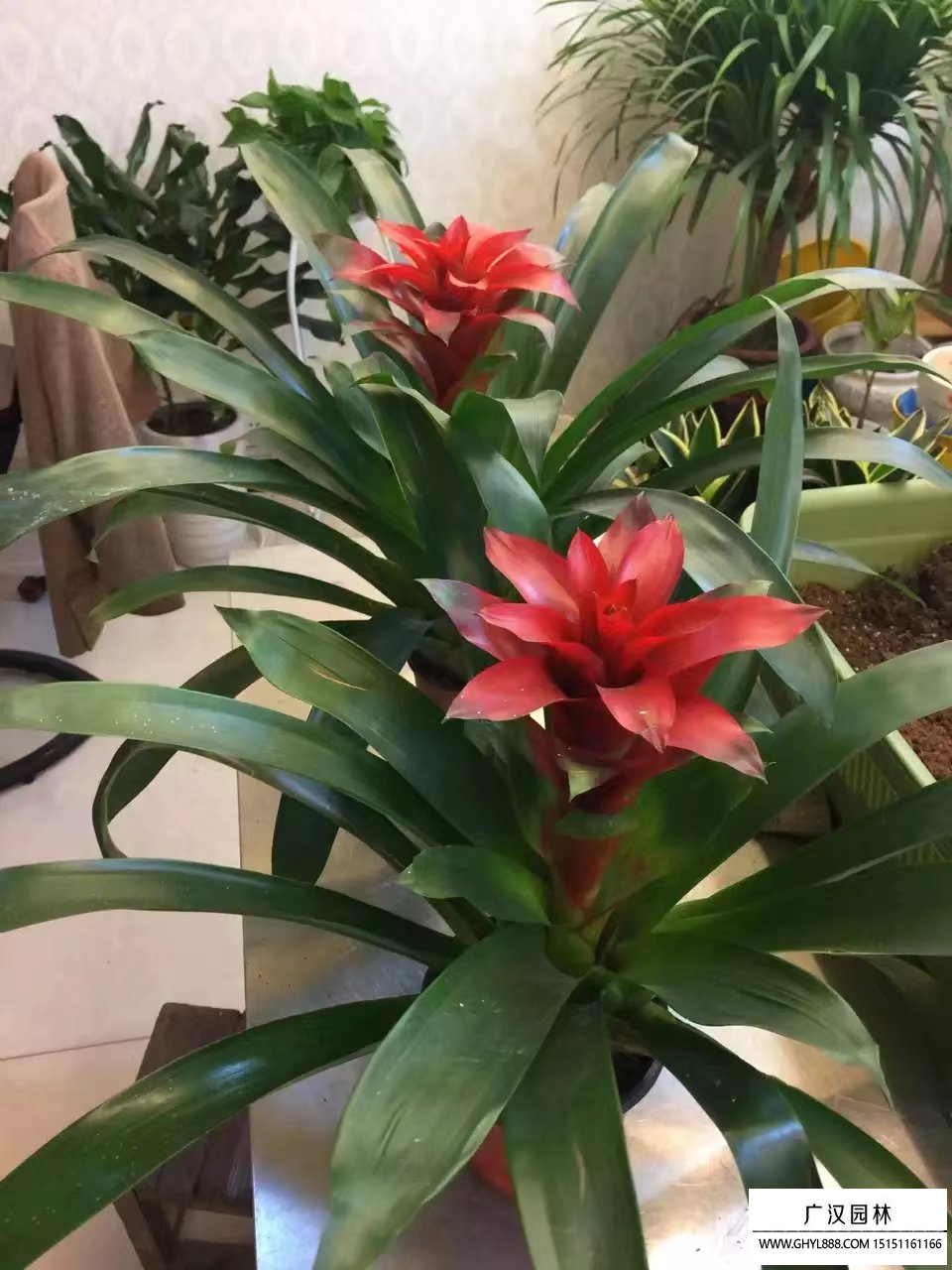鳳梨花