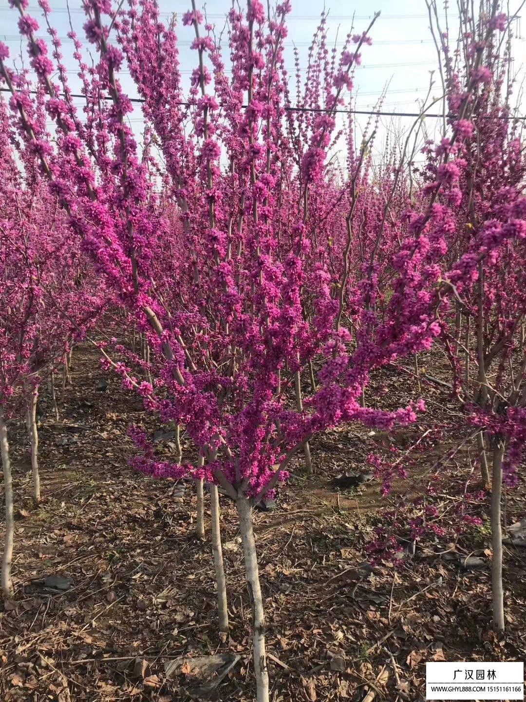 紫荊
