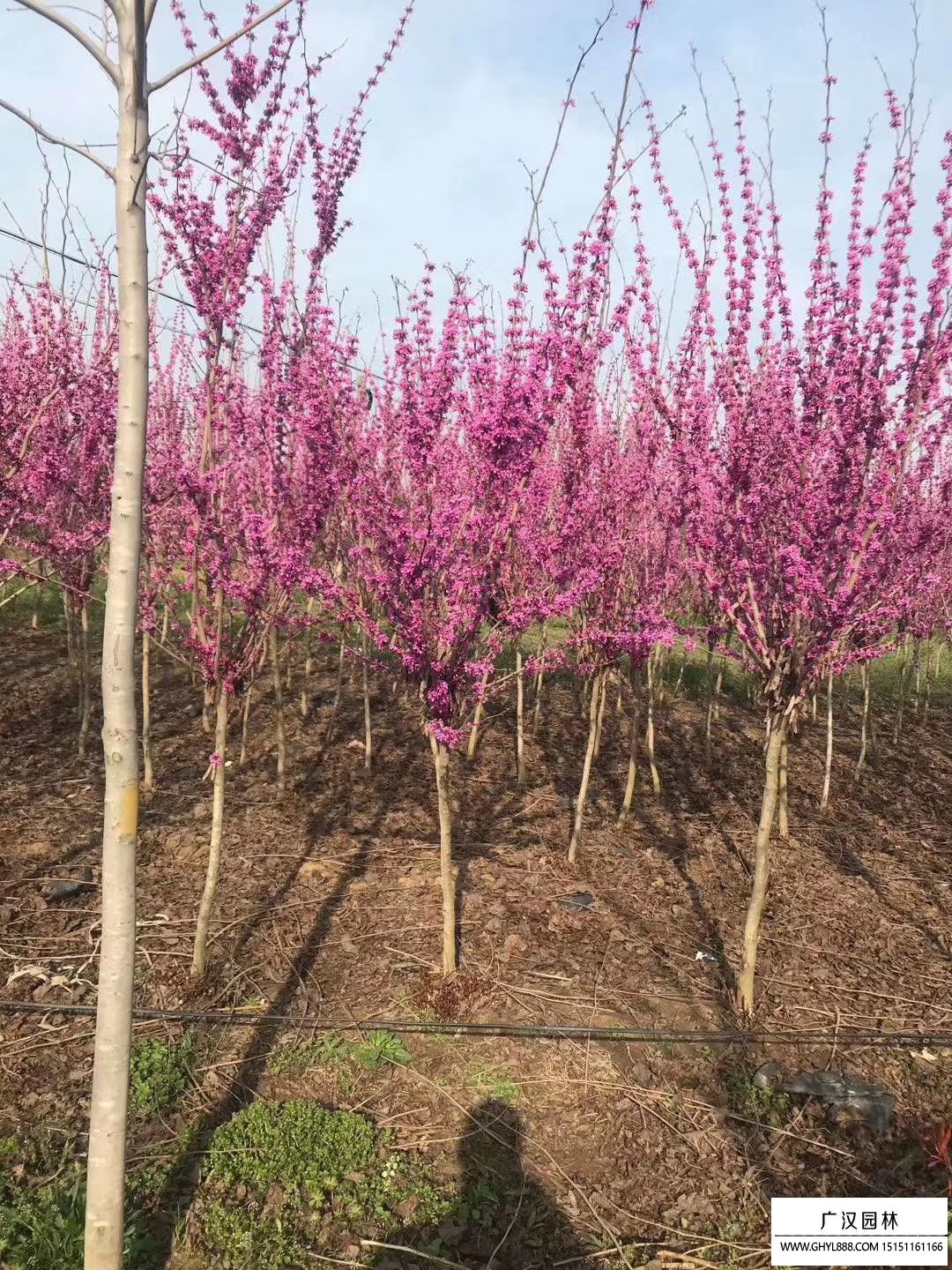 紫荊