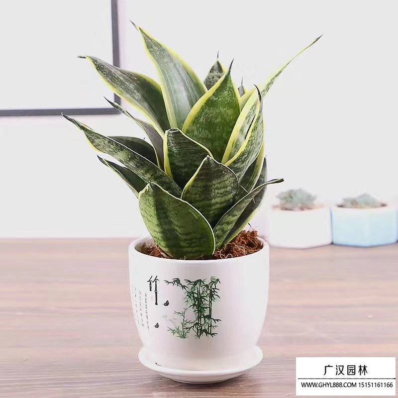 虎皮蘭