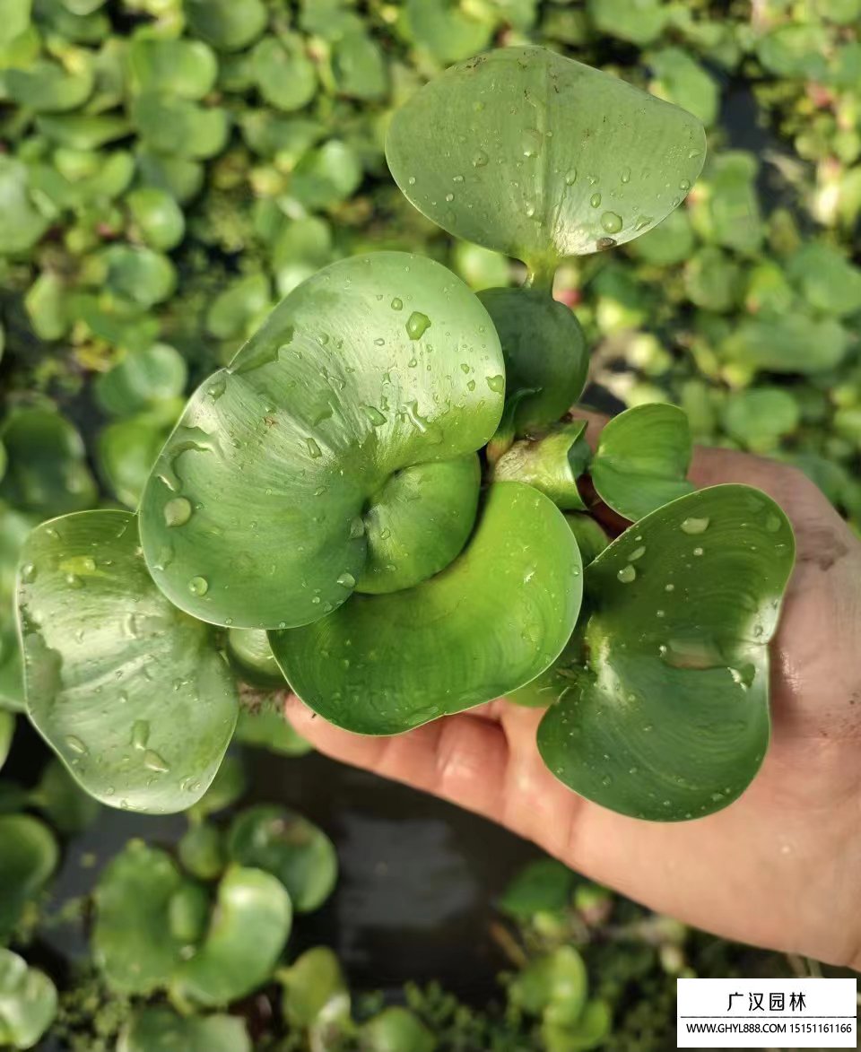 水葫蘆