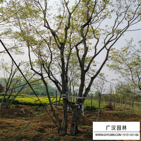 叢生樸樹