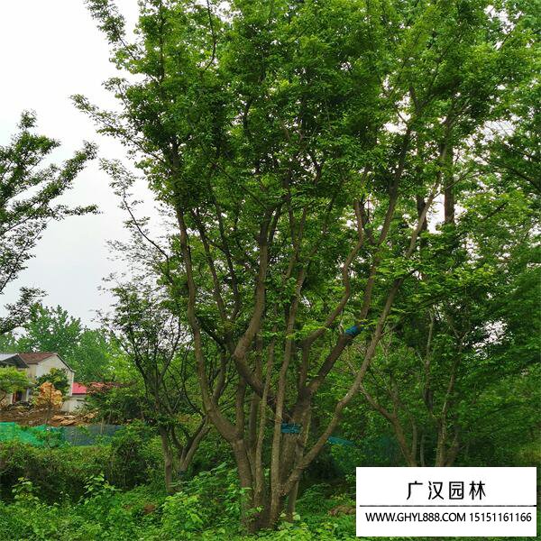 叢生樸樹