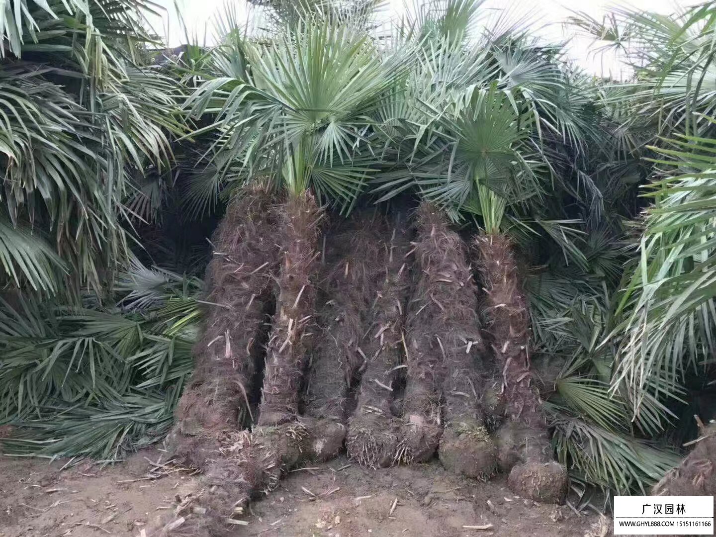 棕櫚樹