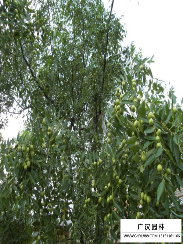 棗樹