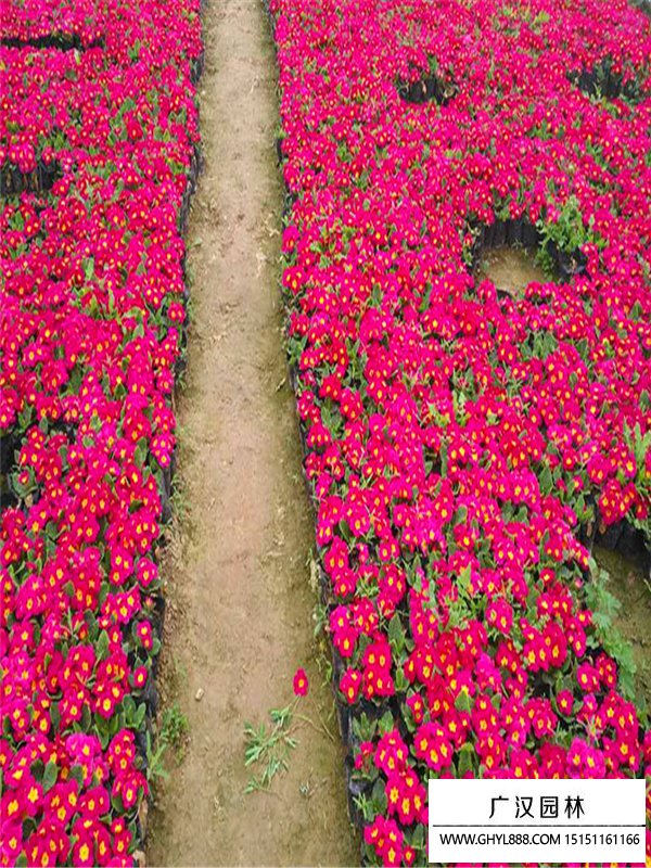 報春花